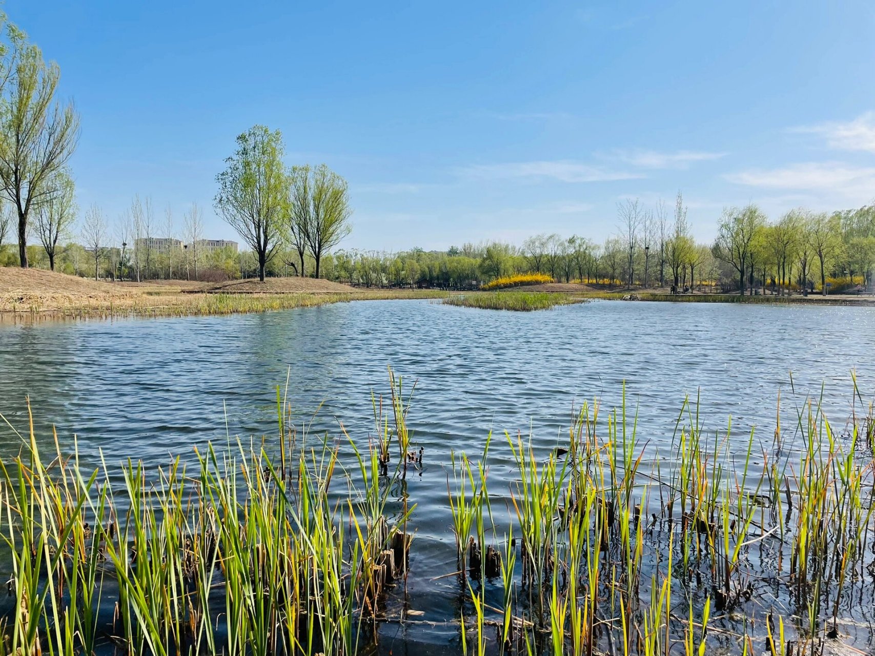 北京周末一日游|昌平免费湿地公园,不输奥森 周末不想远走,近郊发现了