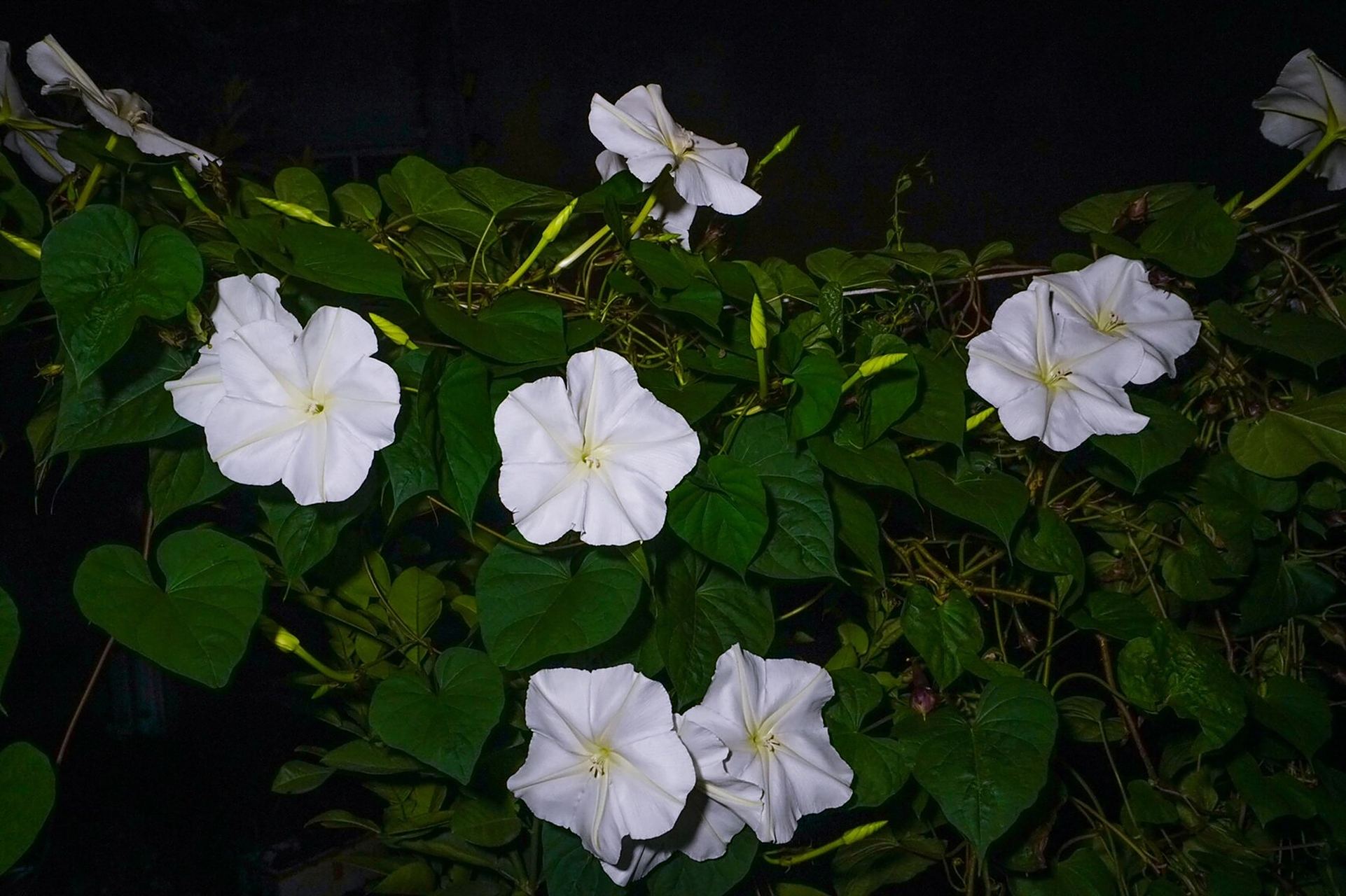 夕颜,开在月光下,纯洁如斯,白如绸缎 夕阳西下,月