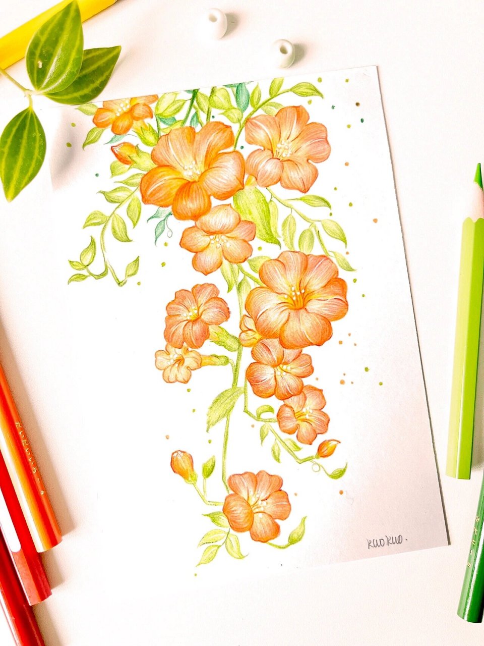 凌霄花分解画法|彩铅绘画教程|画画如此简单 99花卉系列第二篇 99