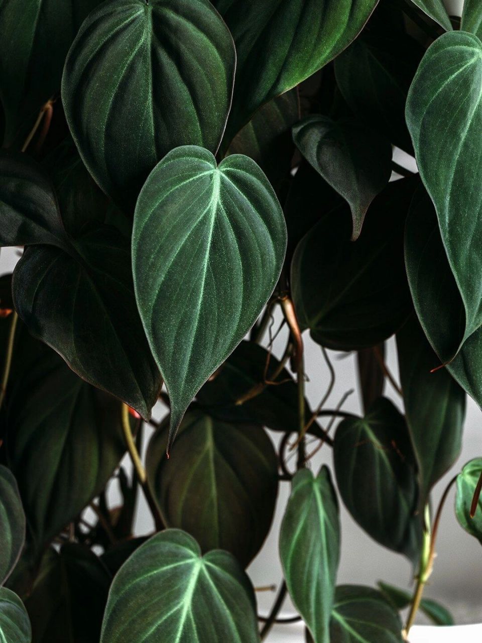 为什么叫云母蔓绿绒?