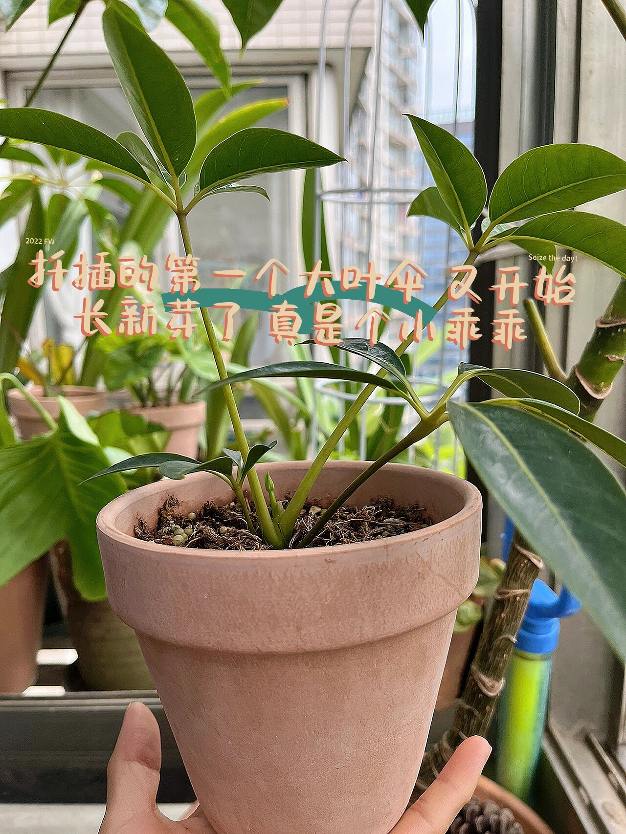 扦插的第二颗大叶伞 ,成功长根 ,对于绿植人来说 ,扦插应该就是最大的