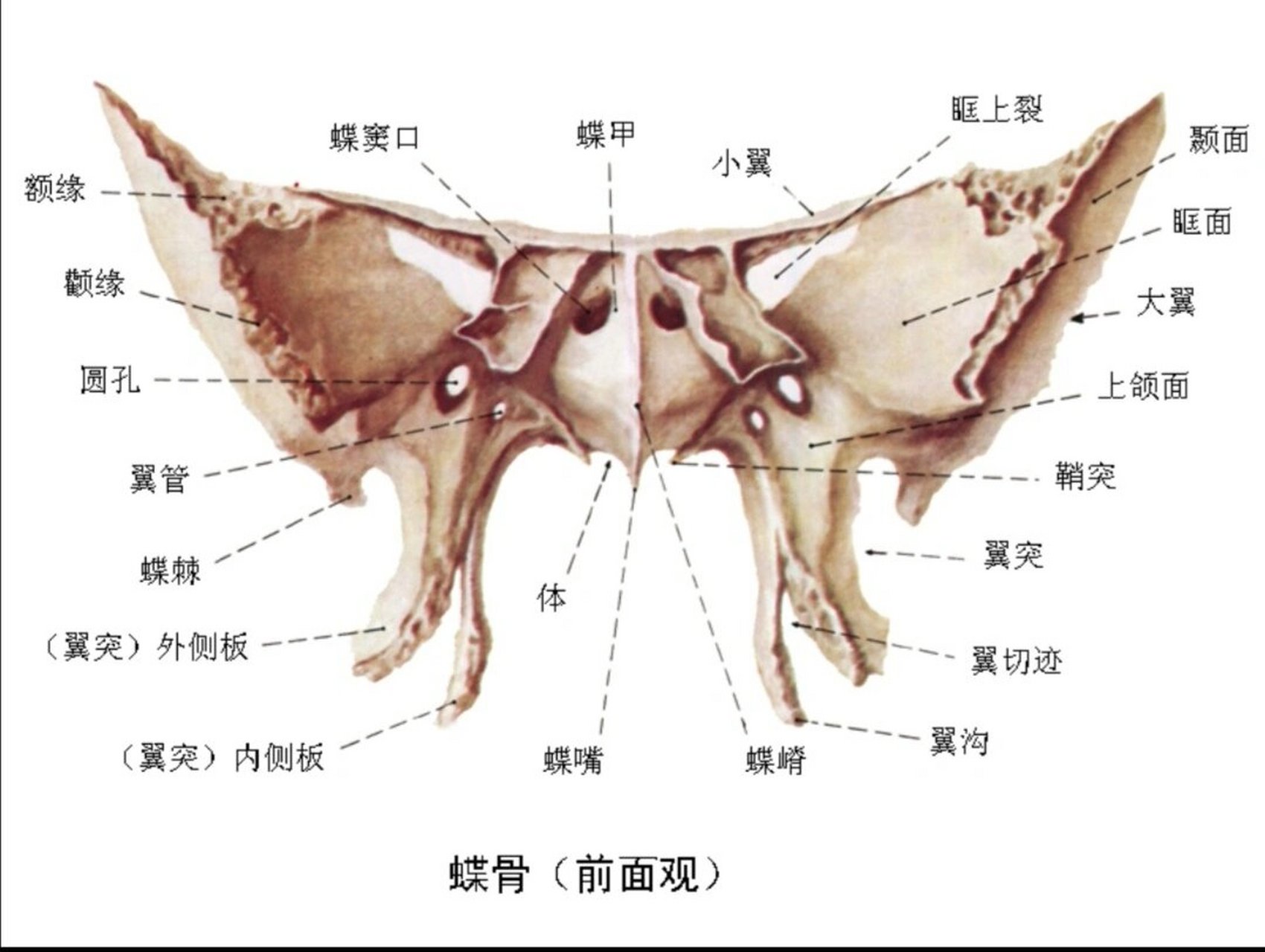 腭骨3d解剖结构图图片