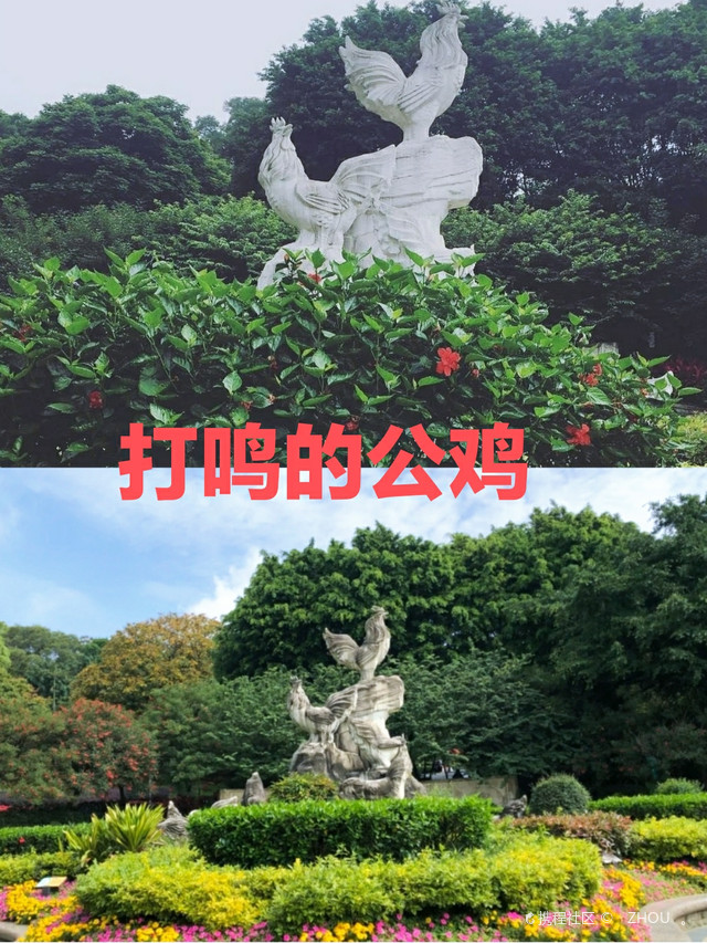 福州金鸡山公园全是鸡图片