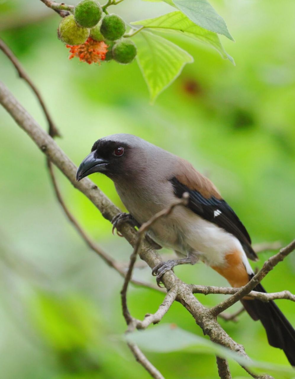今日野拍～灰树鹊     今日午间走拍～吃构树果的灰树鹊.