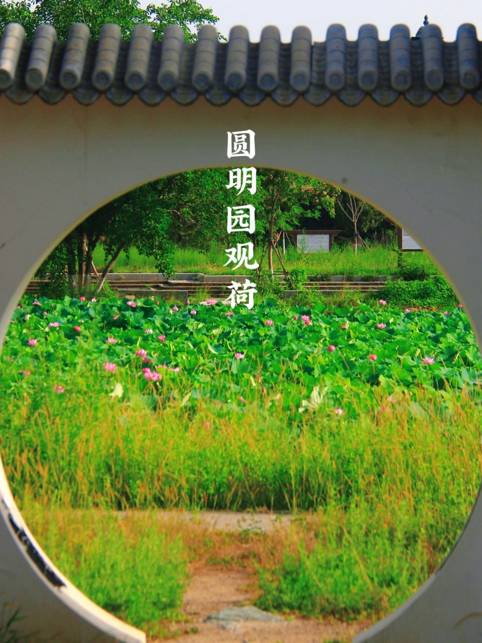 圆明园千亩荷花池～暗香浮动 圆明园,中国清代大型皇家"水景园",占地