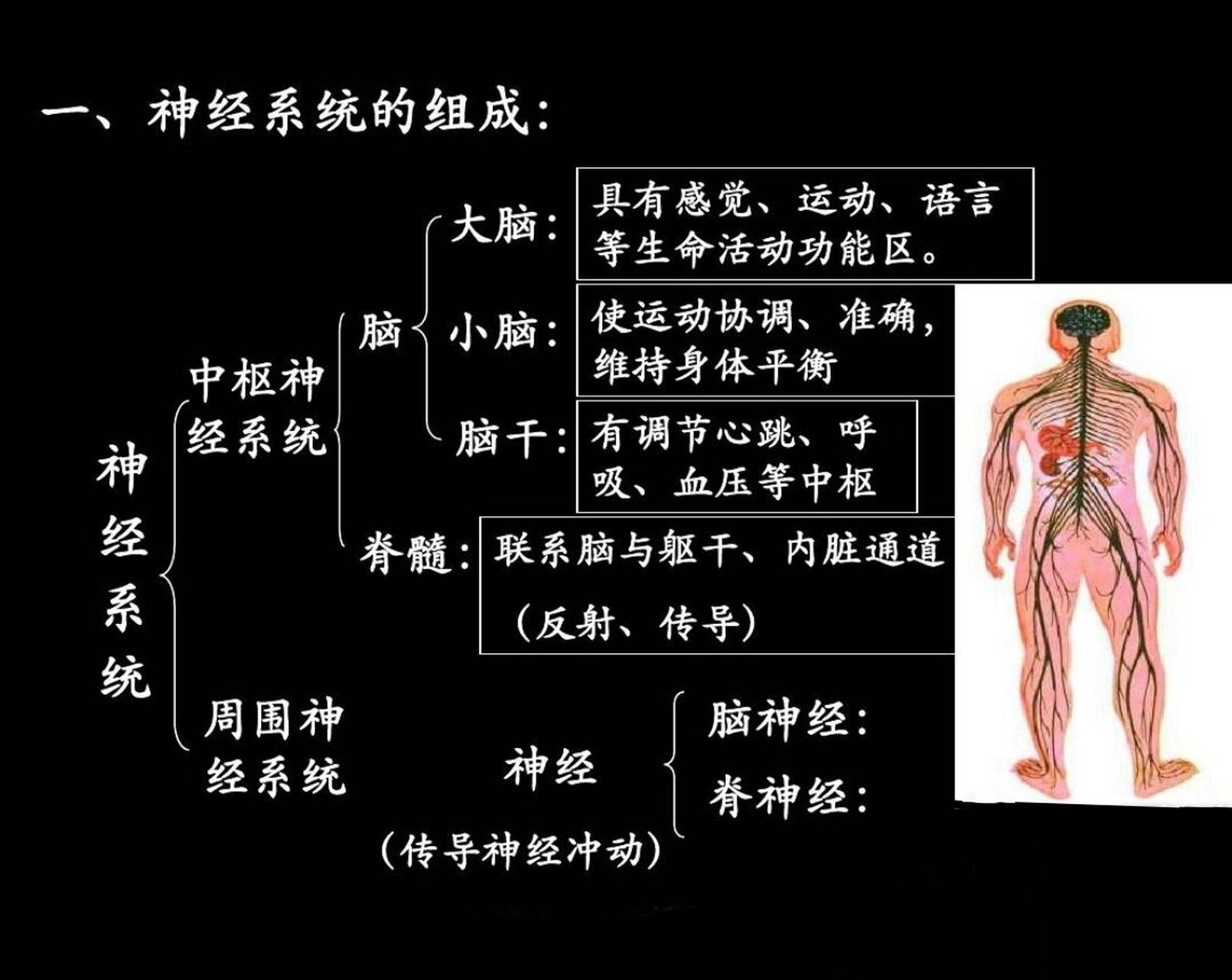 脑子的结构图片大全图片