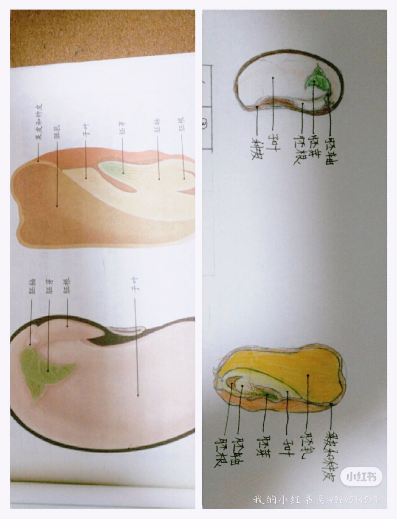 生物 菜豆种子和玉米种子的基本结构模式图普通光学