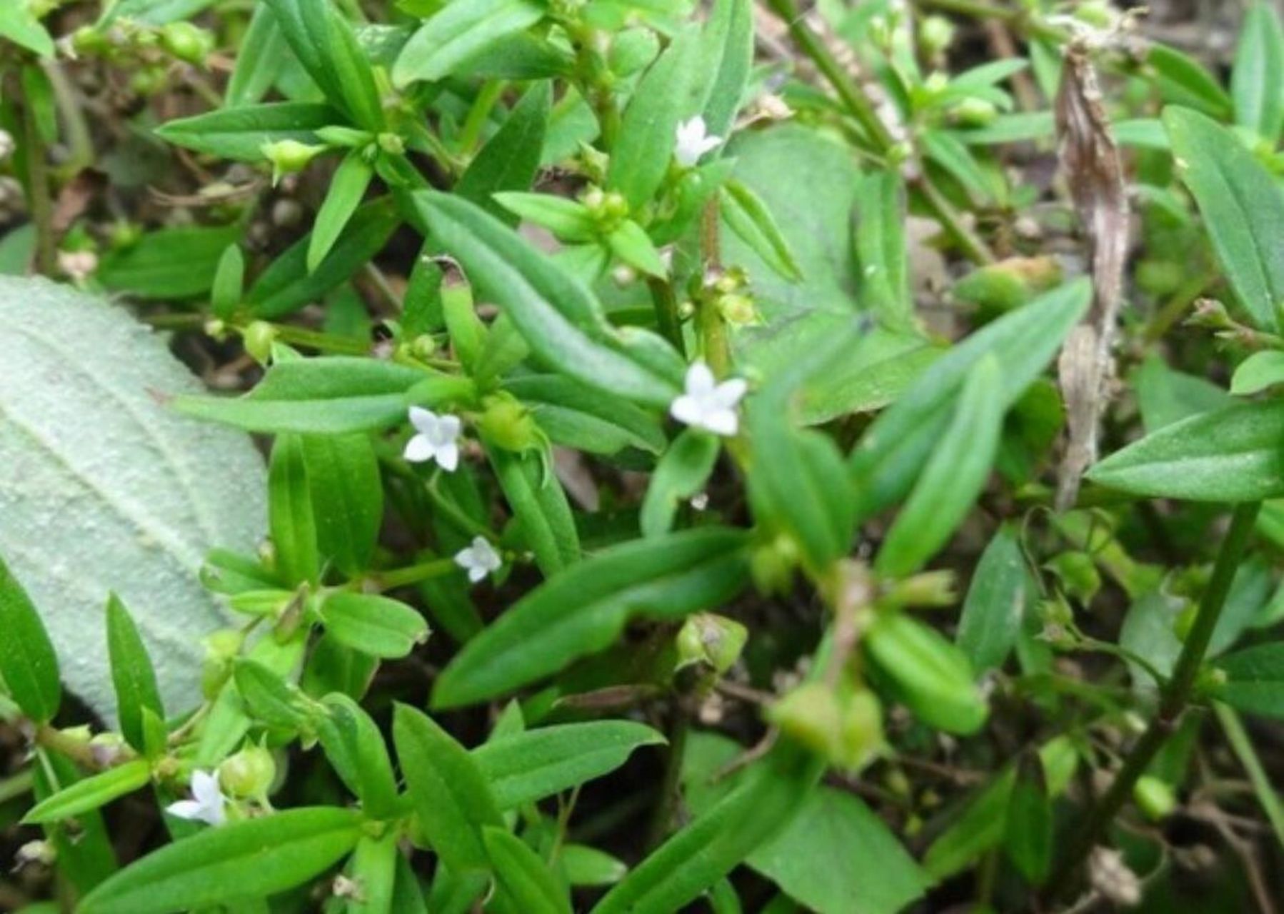 不背中药之白花蛇舌草 今天要说的这味药其实和昨天分享的半边莲有