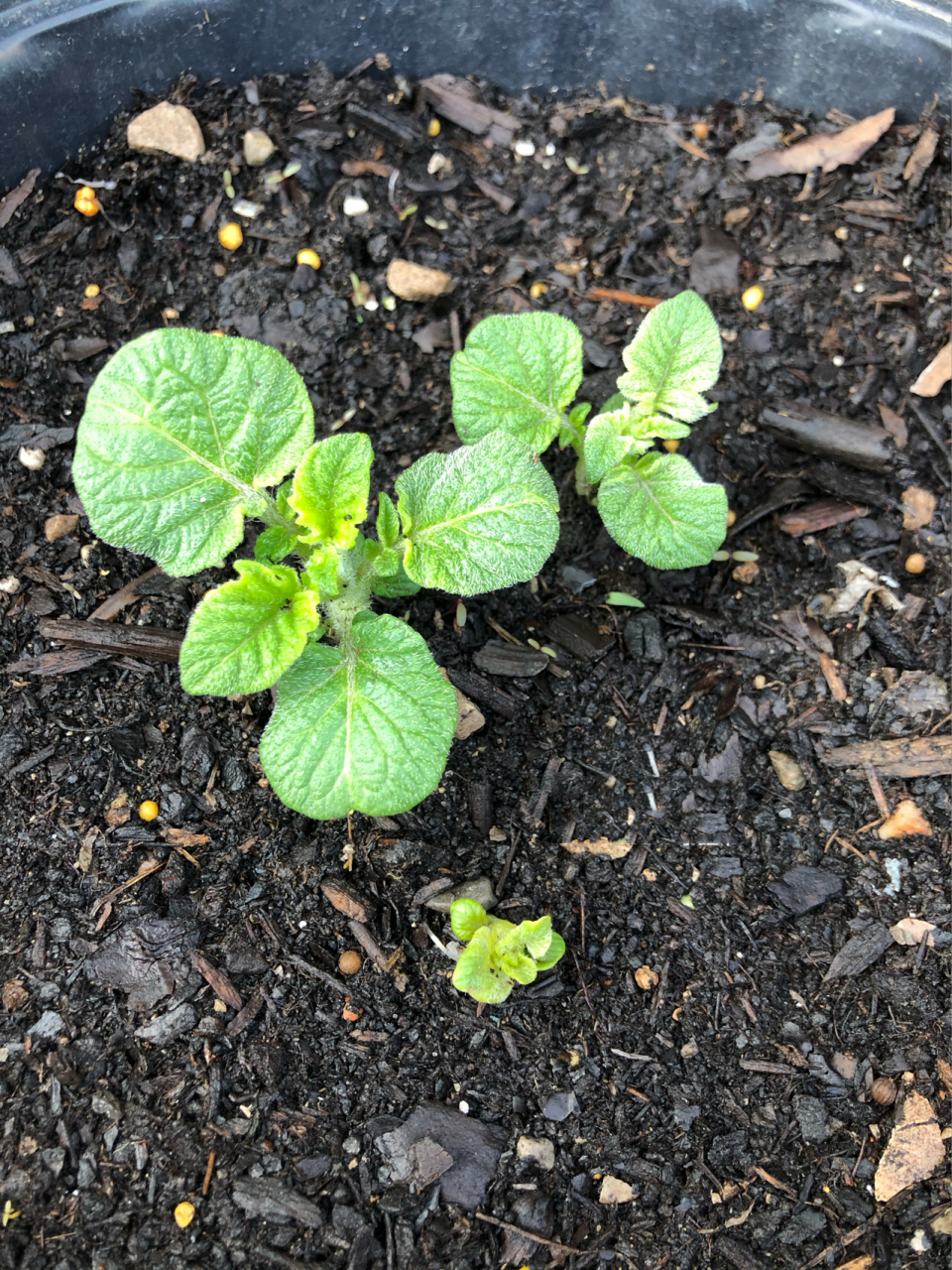 一颗土豆08的轮回～阳台盆栽土豆的快乐 从5月底将两颗发芽的土豆埋