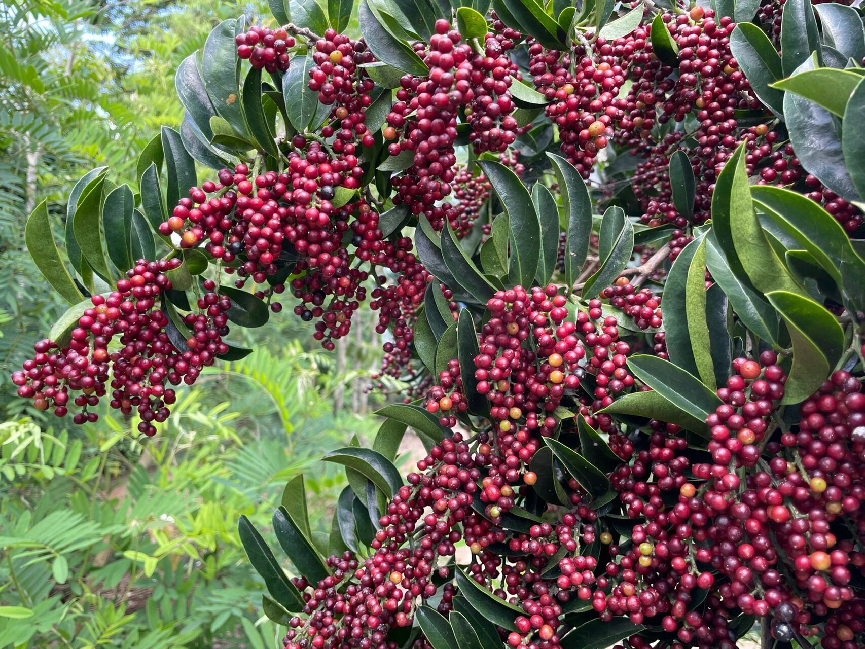 爬藤类植物名称及图片图片