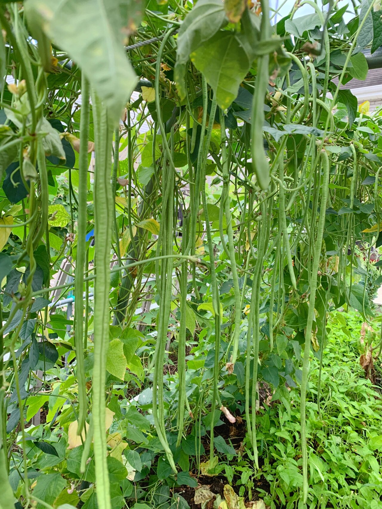 生活爱好者们,今天我要和大家分享一种我们餐桌上常见的蔬菜——豇豆!