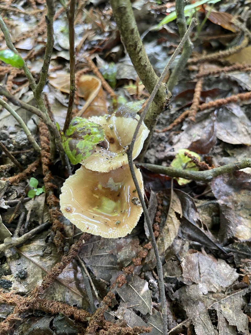 板栗树下捡到野生菌 闻着很香 煮了汤苦的 谁知道这是什么蘑菇
