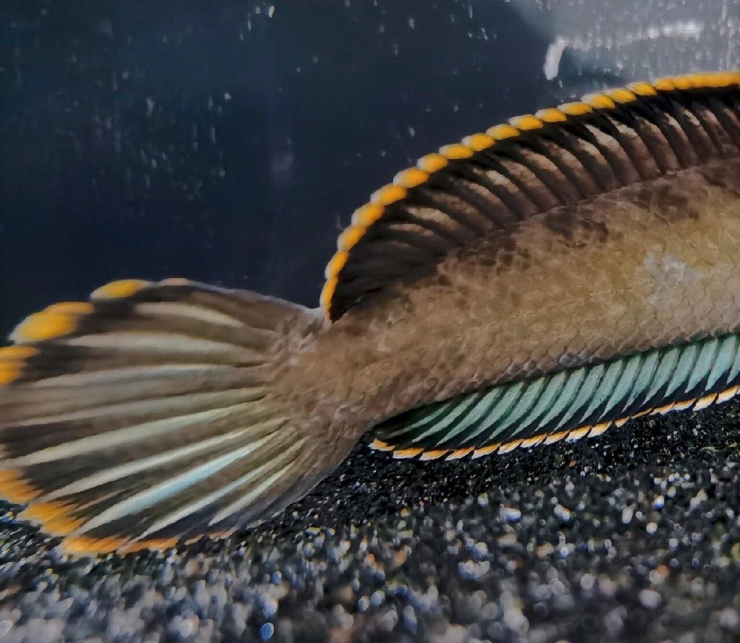 淡水鱼 | 南鳢 南方常见淡水鱼类,可食用. 肉食,性凶,可驯化饵料.