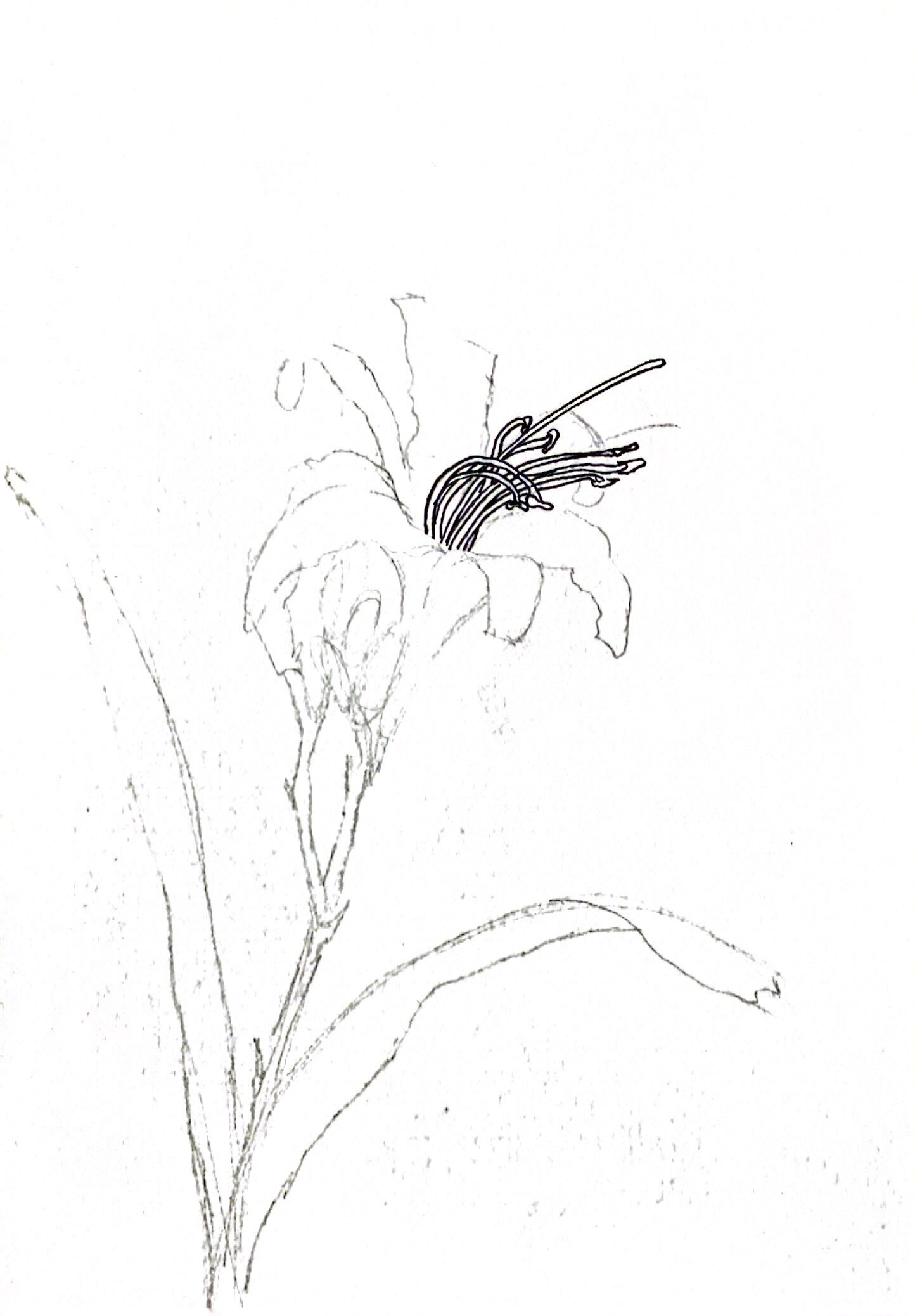 萱草～每日一画 萱草是中国的母亲之花,它的花语寓意是永远爱你,象征