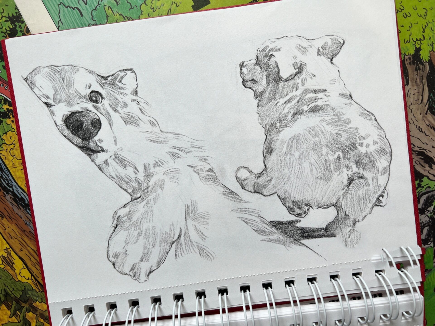 速写修狗狗|应大家要求继续摸鱼 柯基宝宝的主人们老实交代,是不是