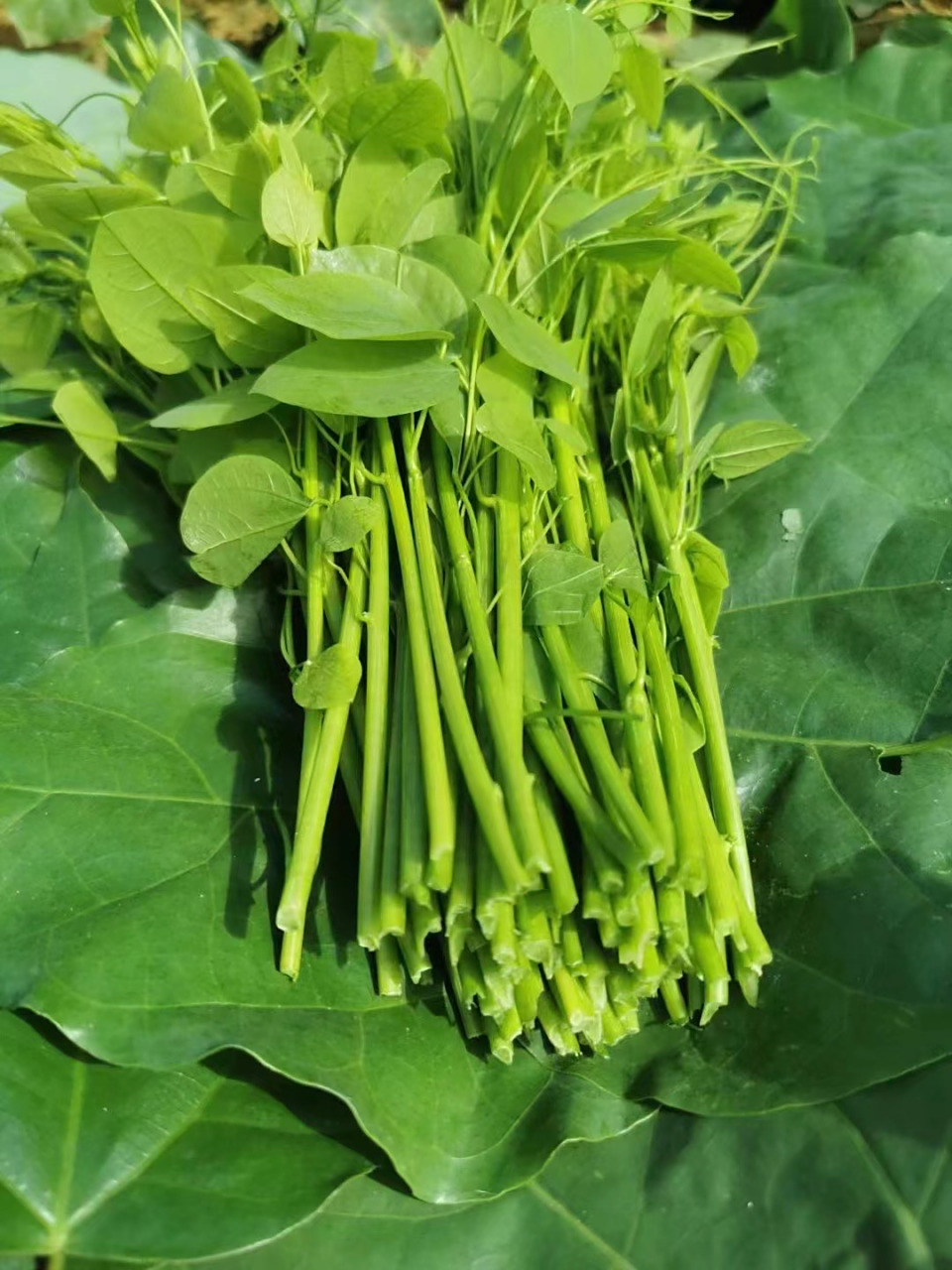 山间野菜,姑娘菜,辣木苗 脆口