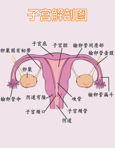 卵巢在子宫里面还是外面?