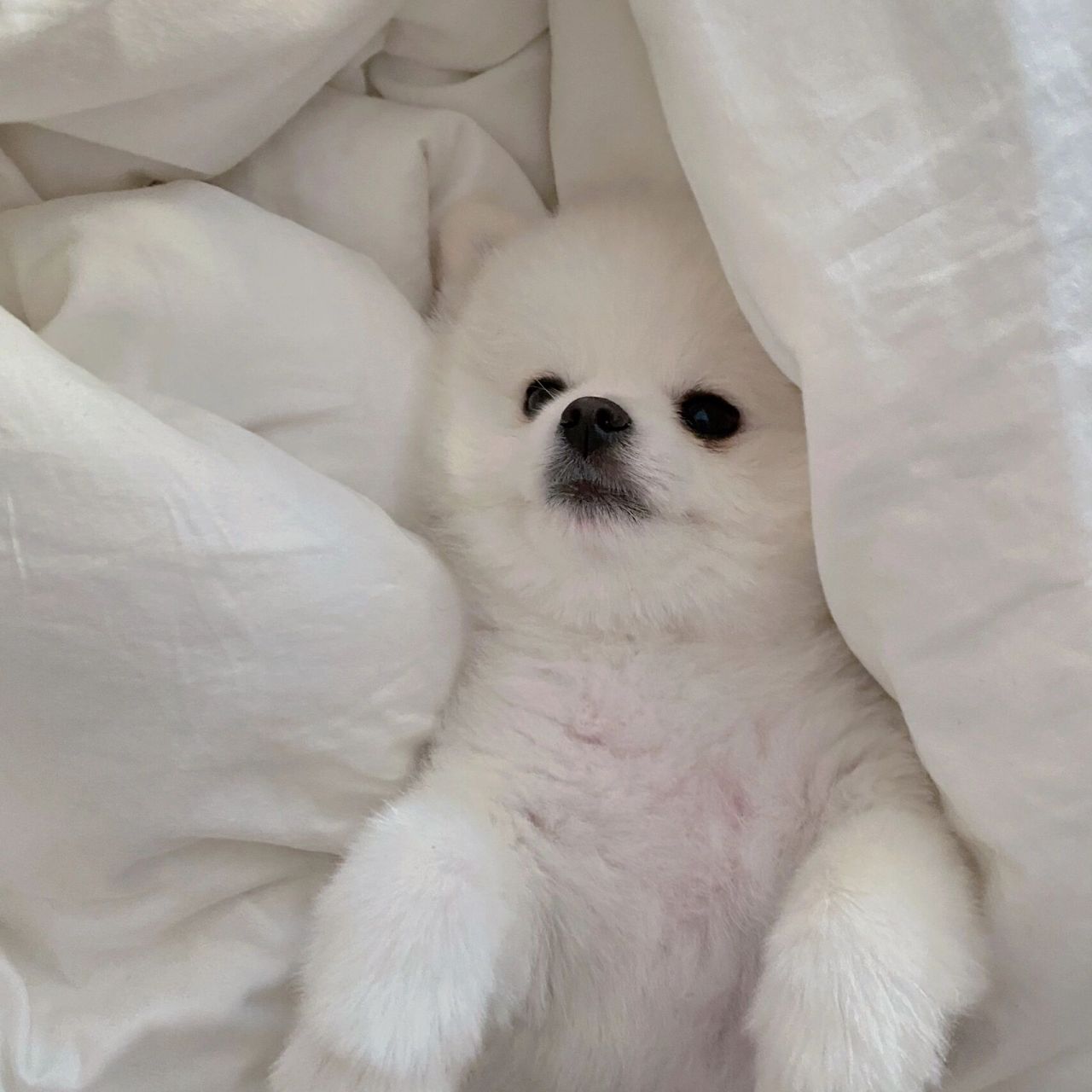 图片上是我家的小伙子9299 它叫蒜缸 小型犬的球形博美 博美狗狗