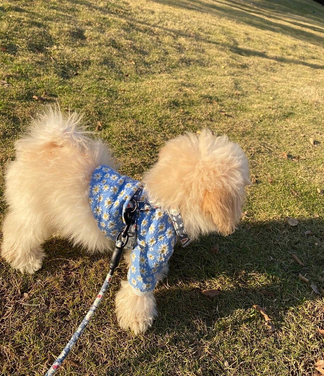 比熊比熊 香槟色比熊 你们有见过香槟色的比熊嘛 不知道长大以后会不