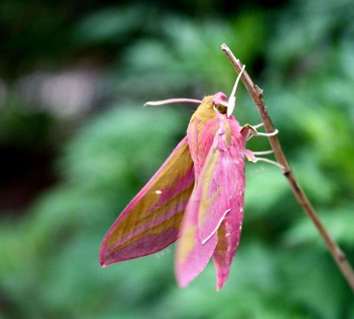 毛茸茸的粉色精灵——红天蛾 红天蛾体长33～40mm,翅展55～70mm.