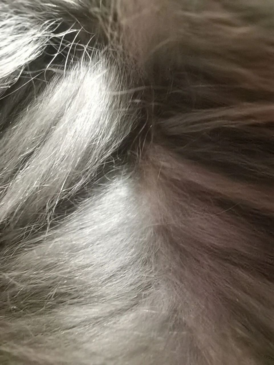 兔兔身上有少量皮屑 这个怎么办?需要帮助