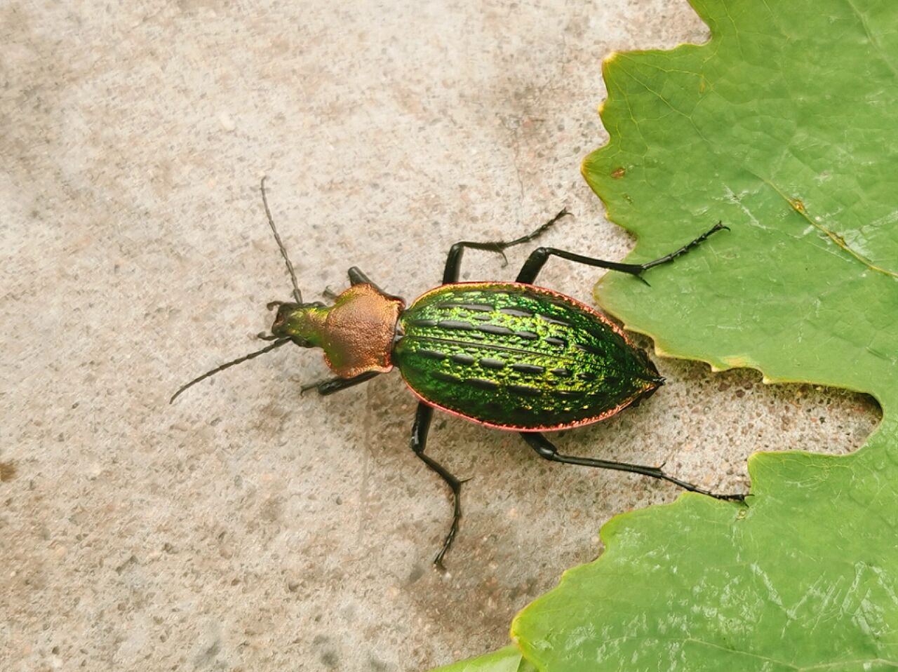 98 自然课堂【射炮步甲】   96 96 96 据说这家伙拥有【化学