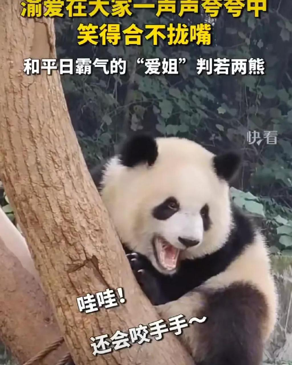 近日,重庆,大熊猫渝爱在大家一声声夸赞中笑得合不拢嘴,它好像