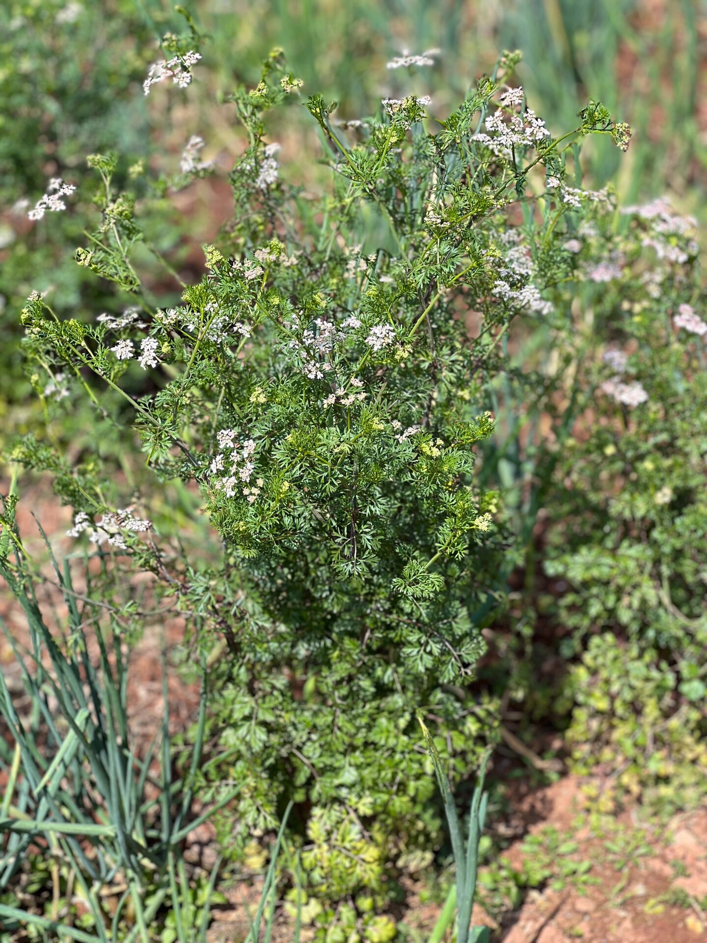 一束香菜花图片