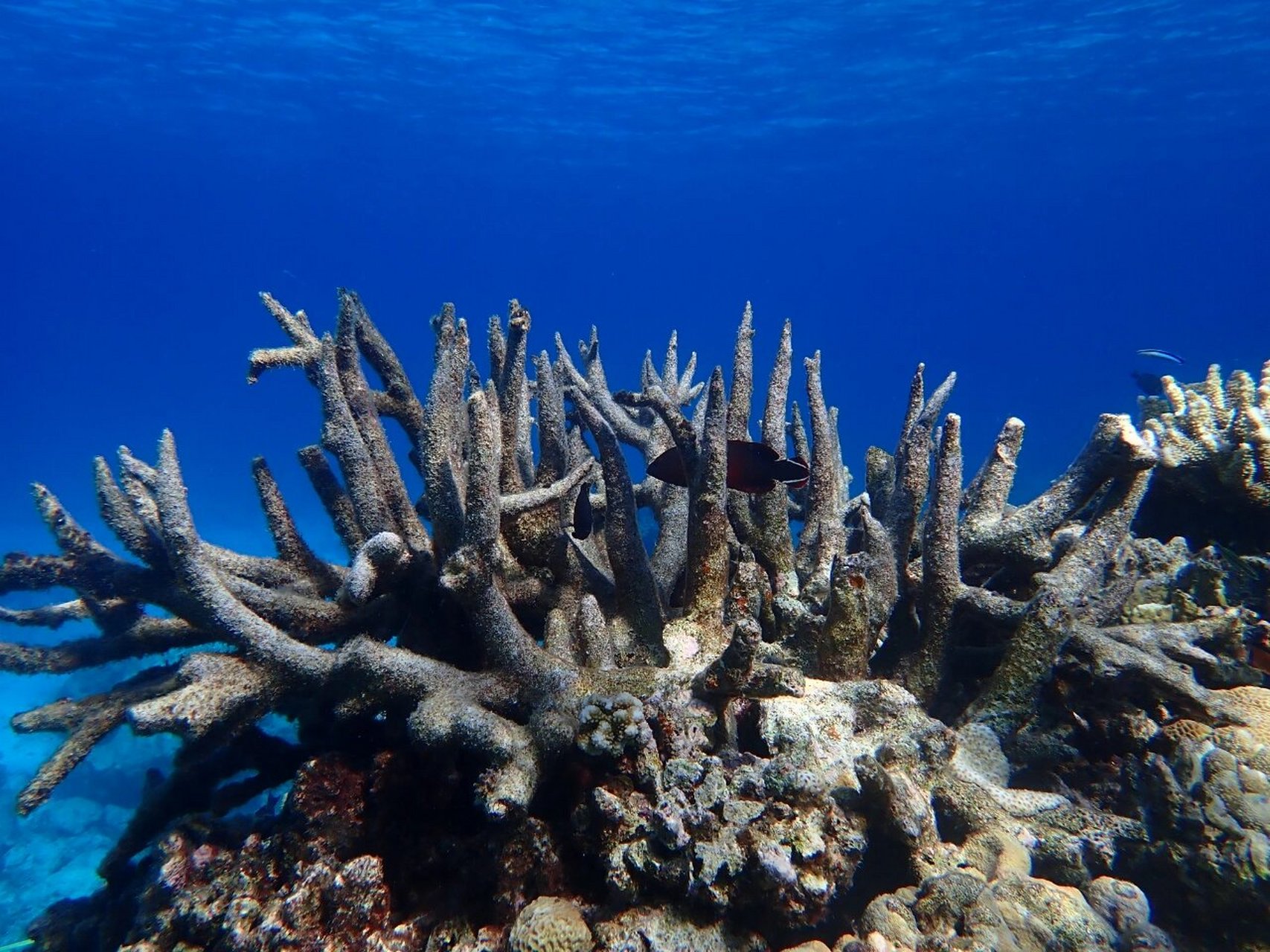 西沙常见珊瑚礁鱼类 分享下西沙的水下照片,12月份第一条献给自己