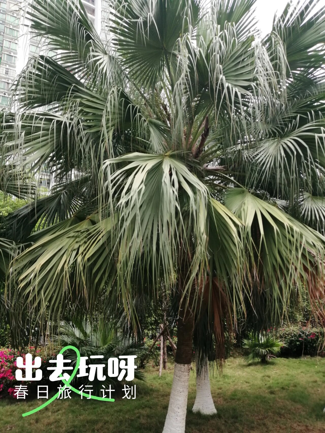 为棕榈科蒲葵属的多年生常绿乔木,高可达20米,基部常膨大,叶阔肾状