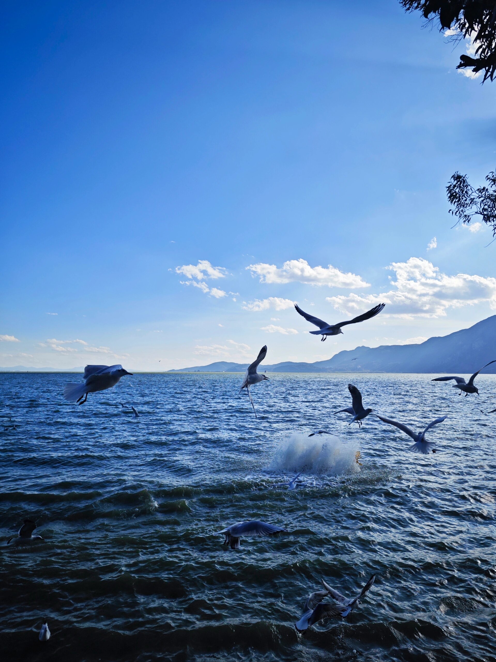 云南旅游|昆明滇池海埂公园🕊 云南滇池有很多打卡地点,因为赶行程