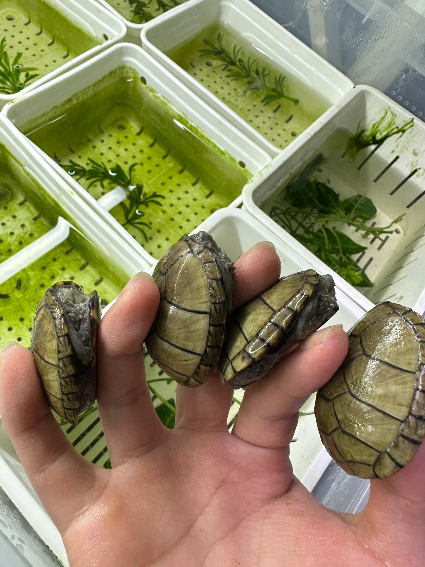 头盔蛋龟是密西西比泥龟的俗称,之所以叫"头盔",是因为它们的头部像