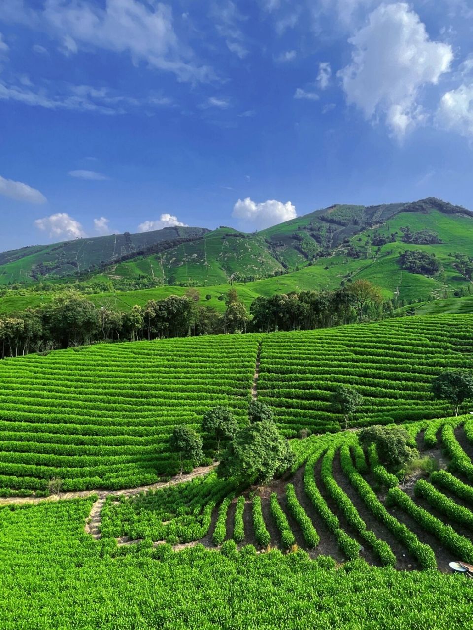 国庆力荐|如梦如幻的安吉茶山,美图来袭78 92青云步步上天阶,翠樾