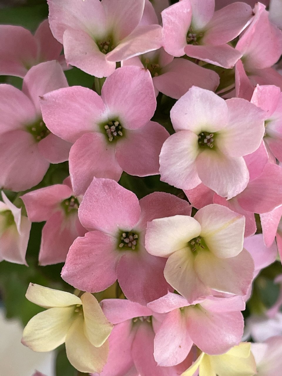 长寿花 单瓣 七彩糖条-梦幻-新力 特别好上颜色,一天就晒得好红,然后