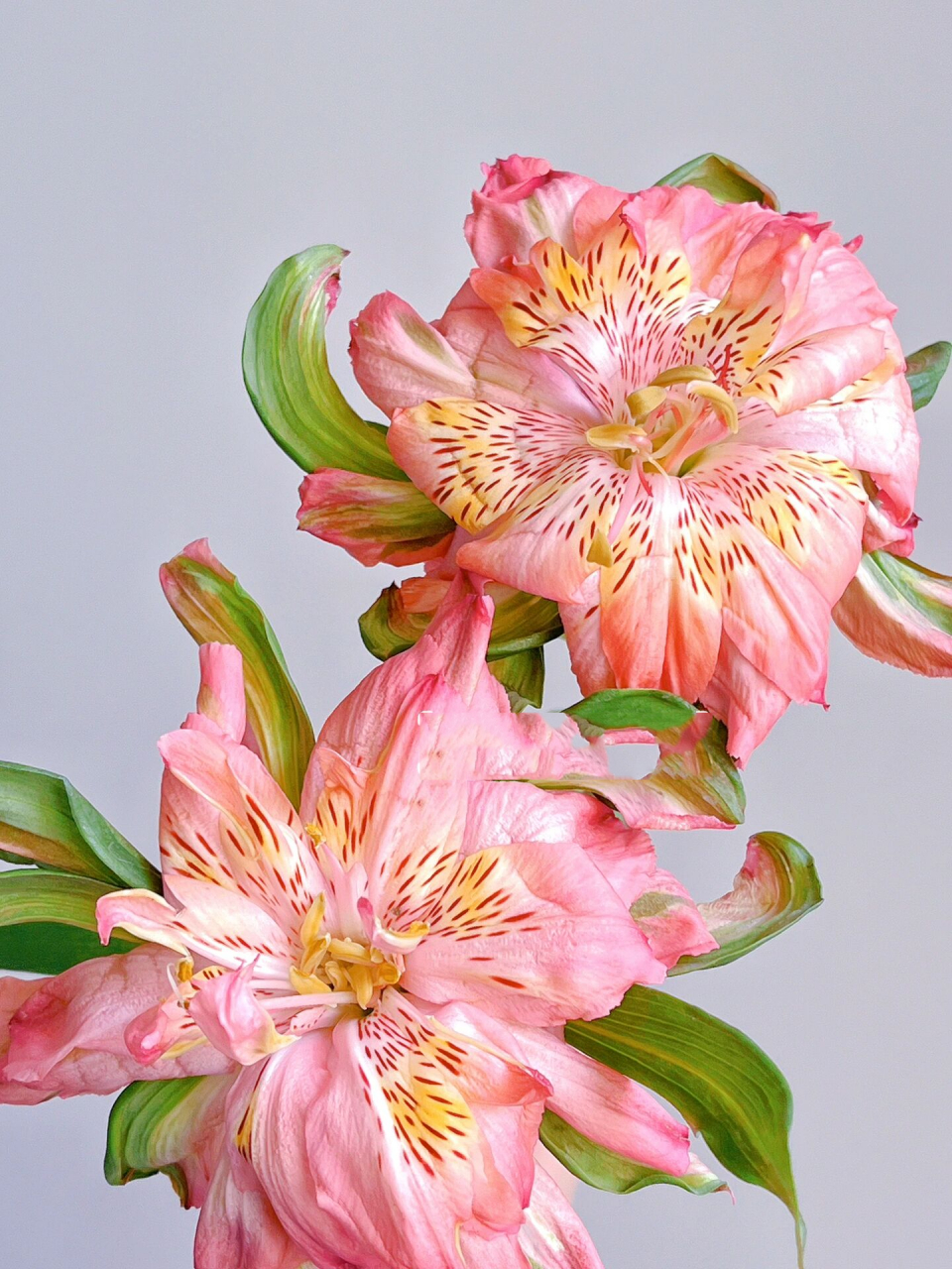 重瓣六出花 宝贝 你开的太不矜持了 插瓶不到半小时 居然开成大背头