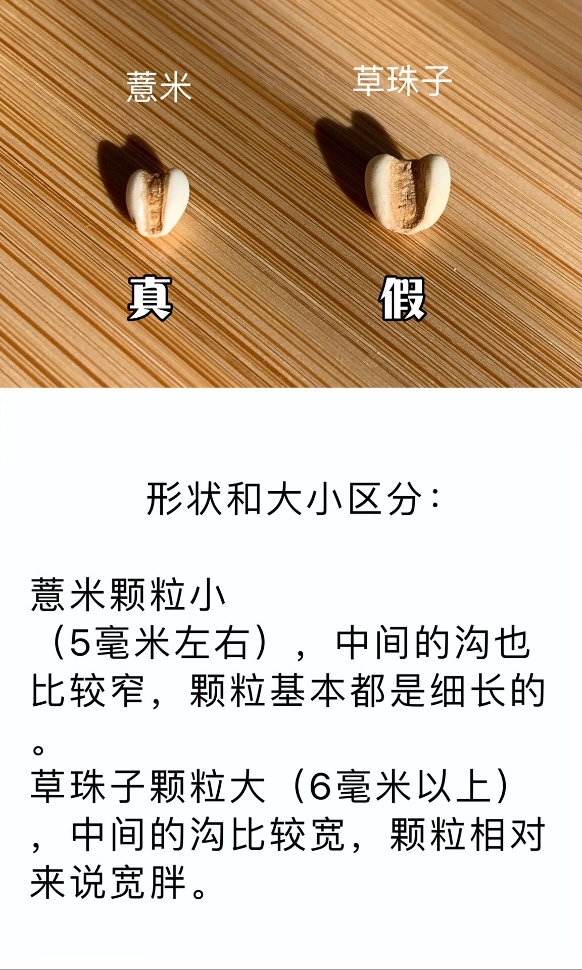 别再买假薏米了!教你几招快速辨别