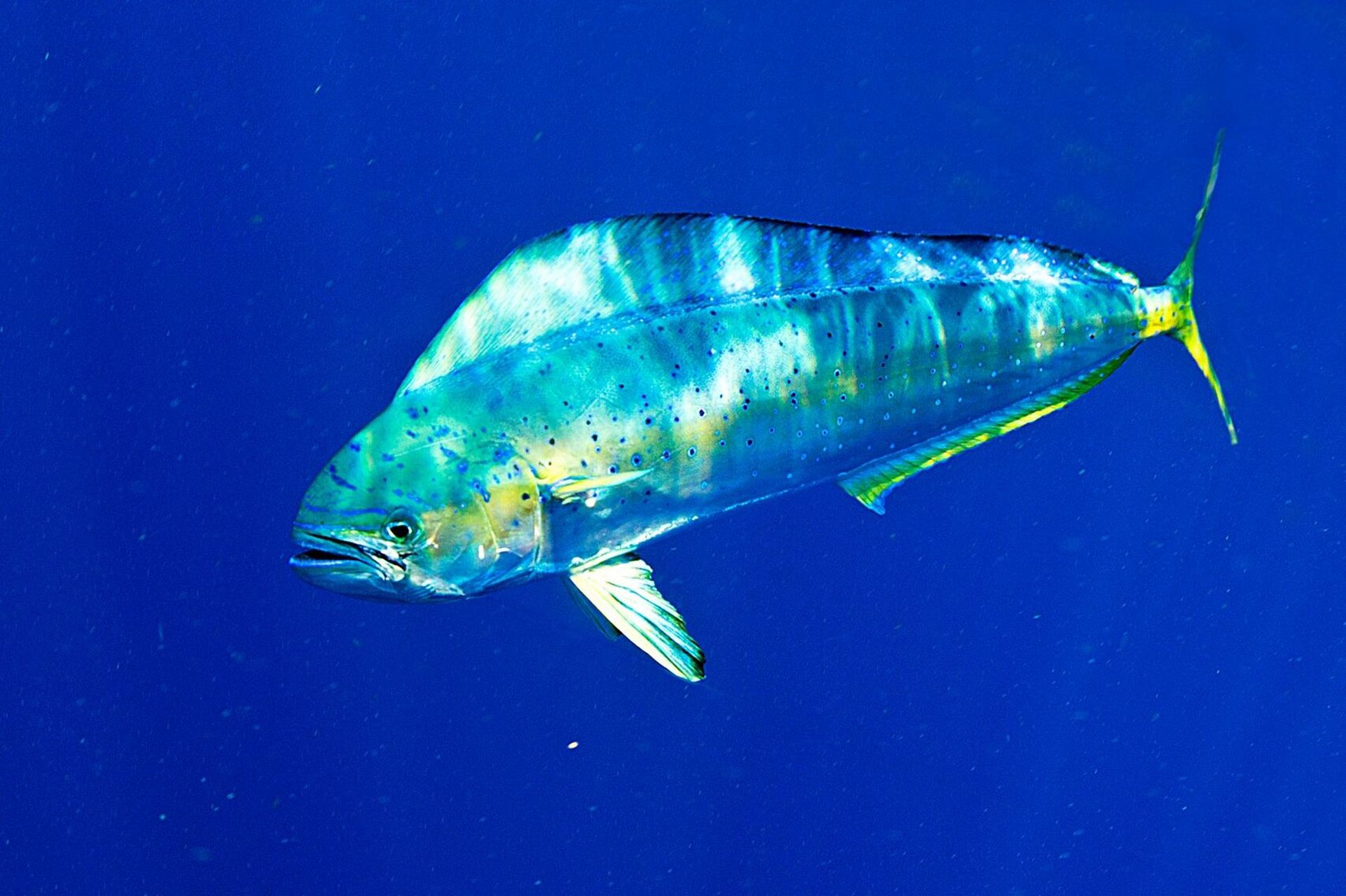 鬼头刀 98 fantasea·奇妙海洋 	 73.