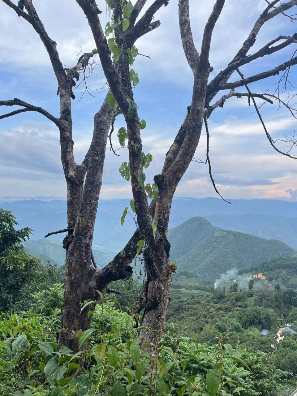 观鸟圣地一百花岭 百花岭,位于高黎贡山,这里可以体验认识绞杀,板根