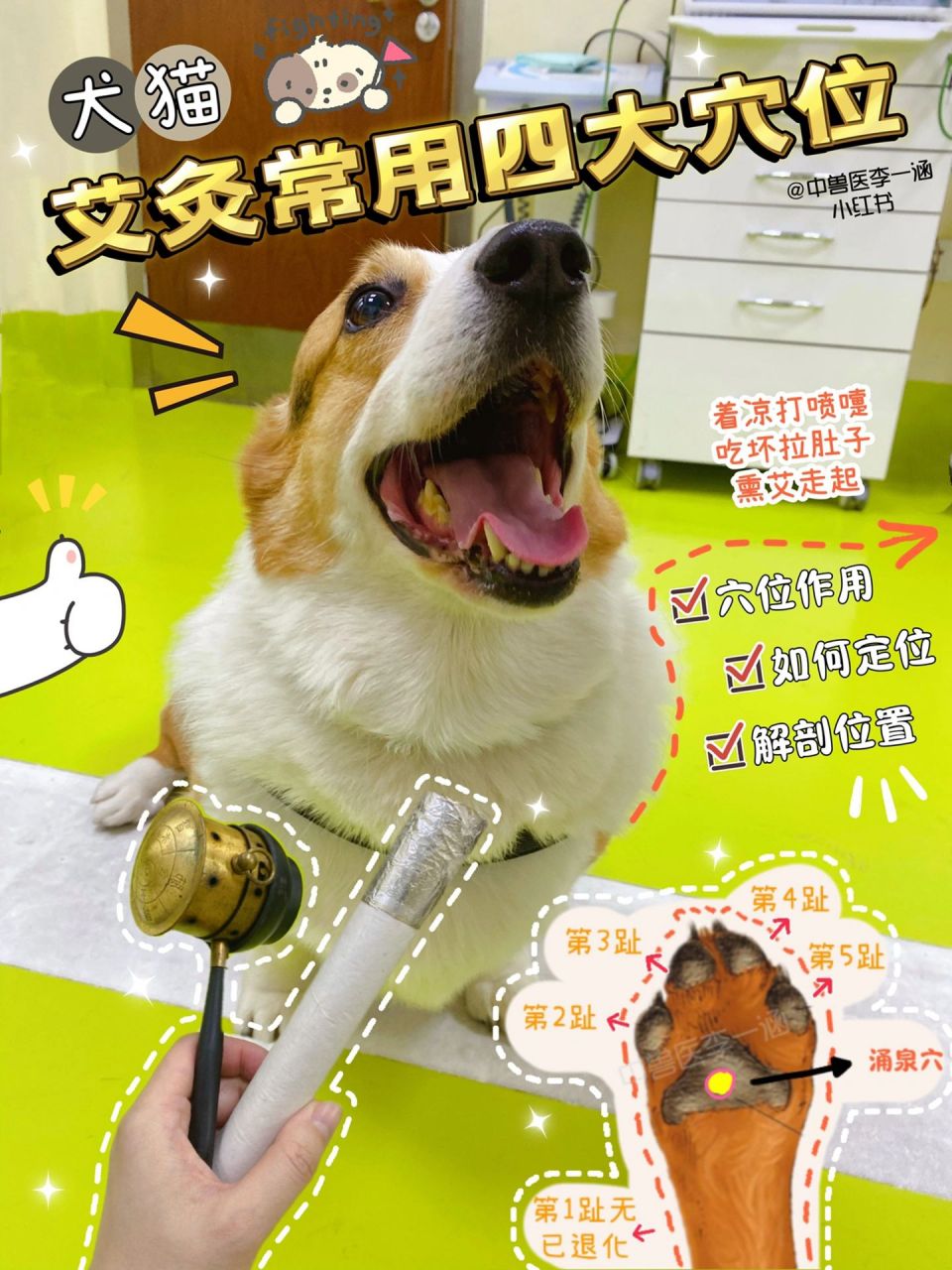 【猫狗艾灸的四大穴位】简单好学9799 73涌泉 足三里 大椎 中脘