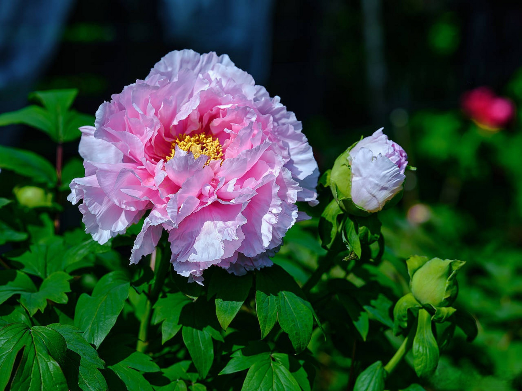 美丽北仑#【最美四月牡丹花!