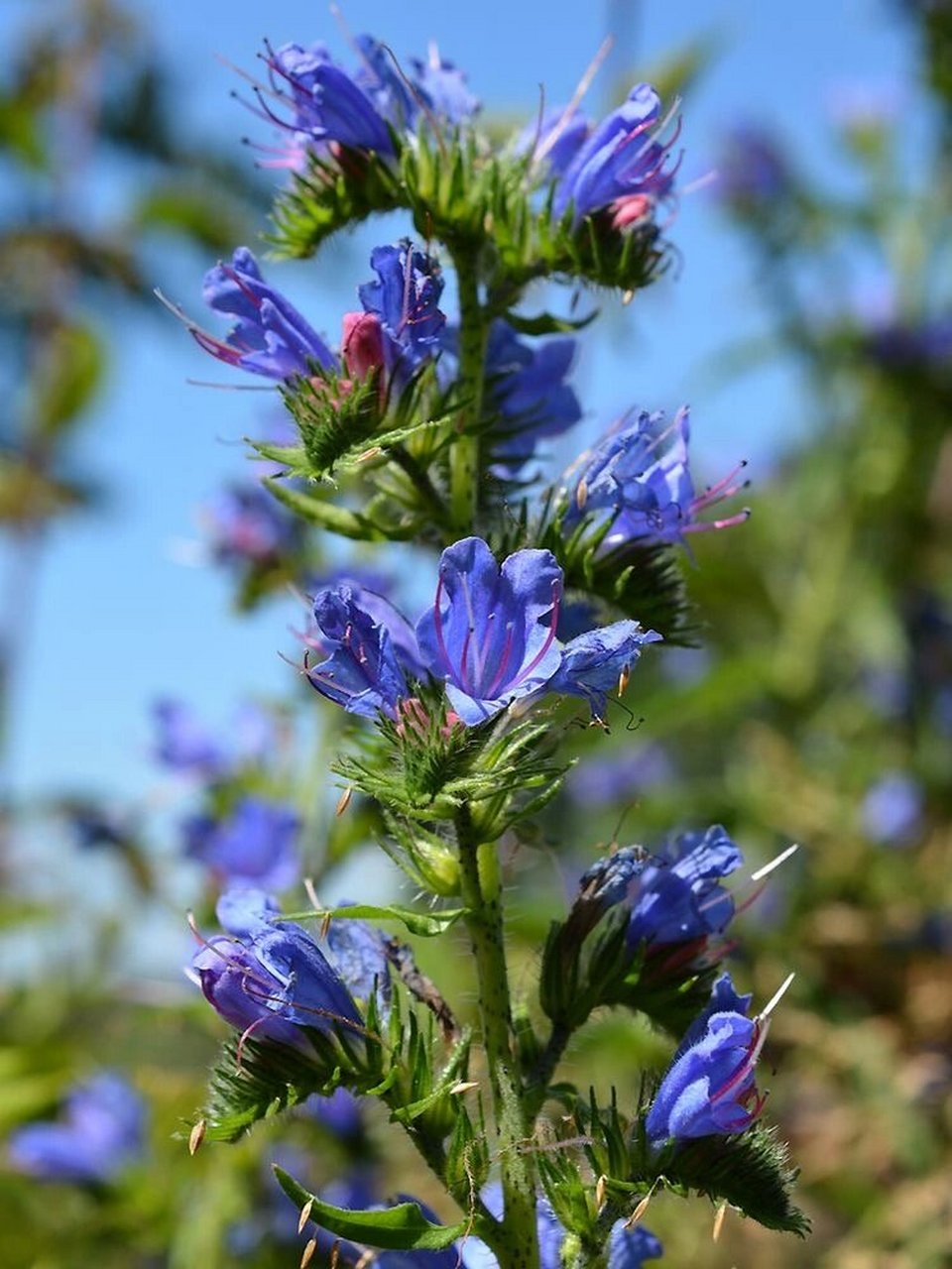 蓝蓟:勇气和自信的象征 蓝蓟,是一种蓝色的野花,被誉为"蓝色的精灵".
