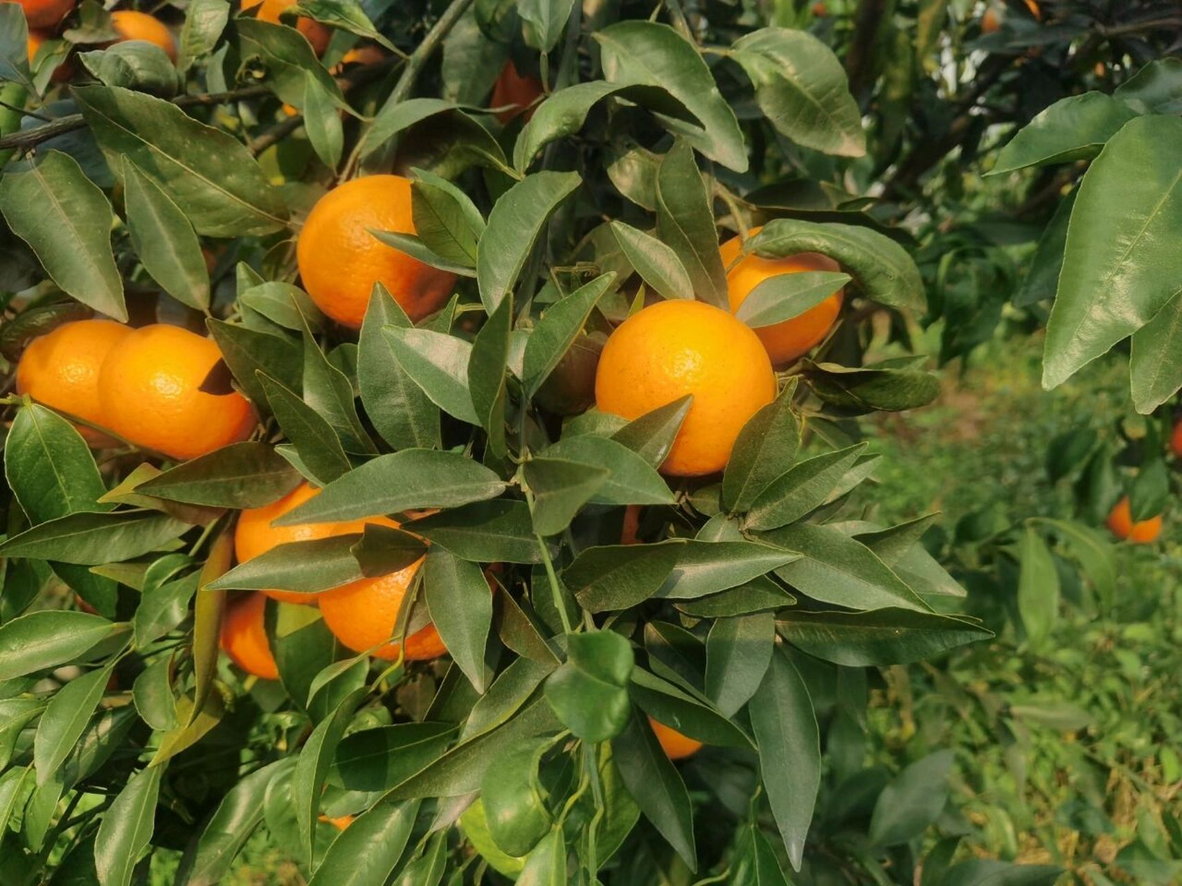 四川沃柑产地实拍 四川沃柑产地实拍赏析#沃柑# #橘子# #水果沃柑