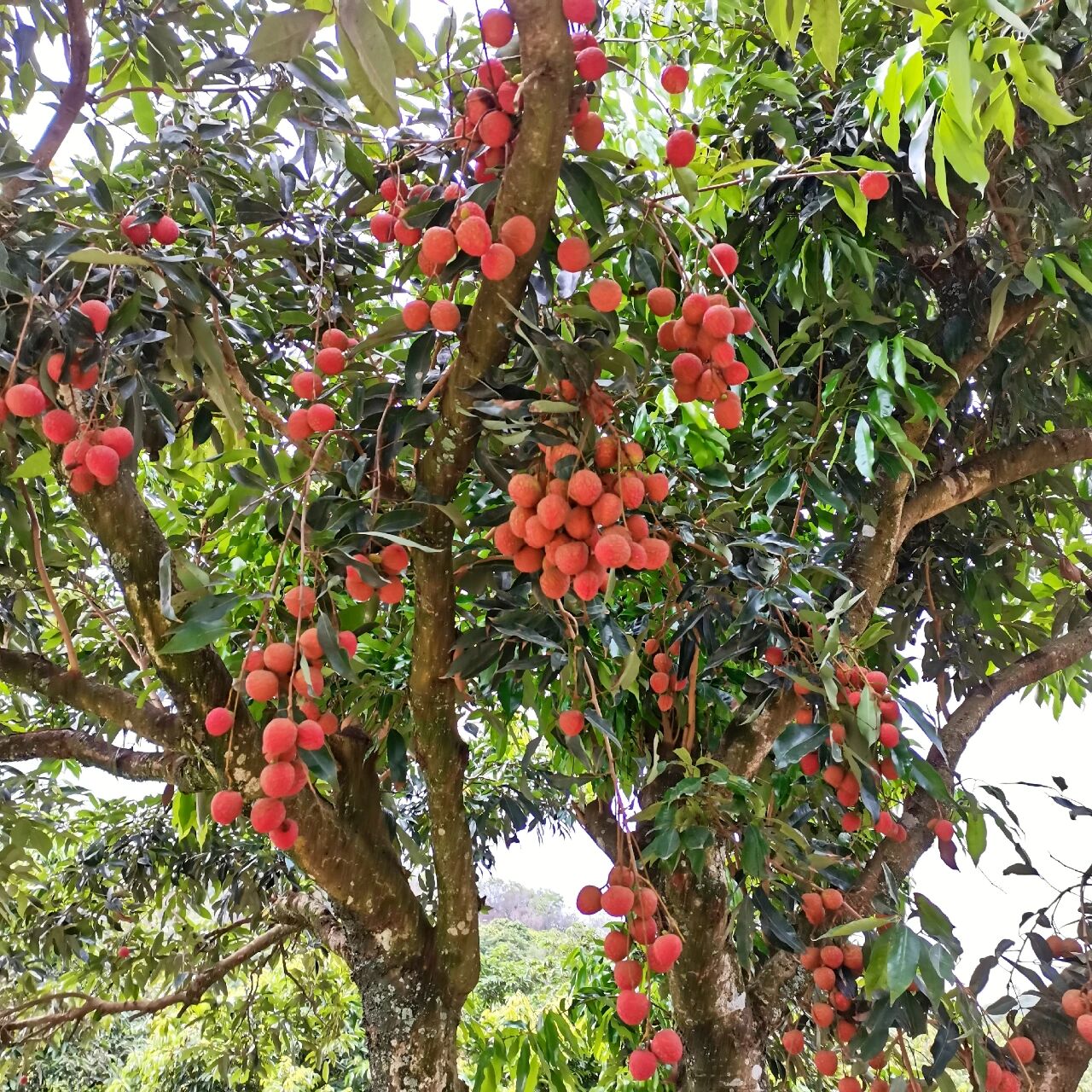 一颗心形的荔枝树 这颗荔枝真的是很应"荔尽一生,枝爱你" 长得是心