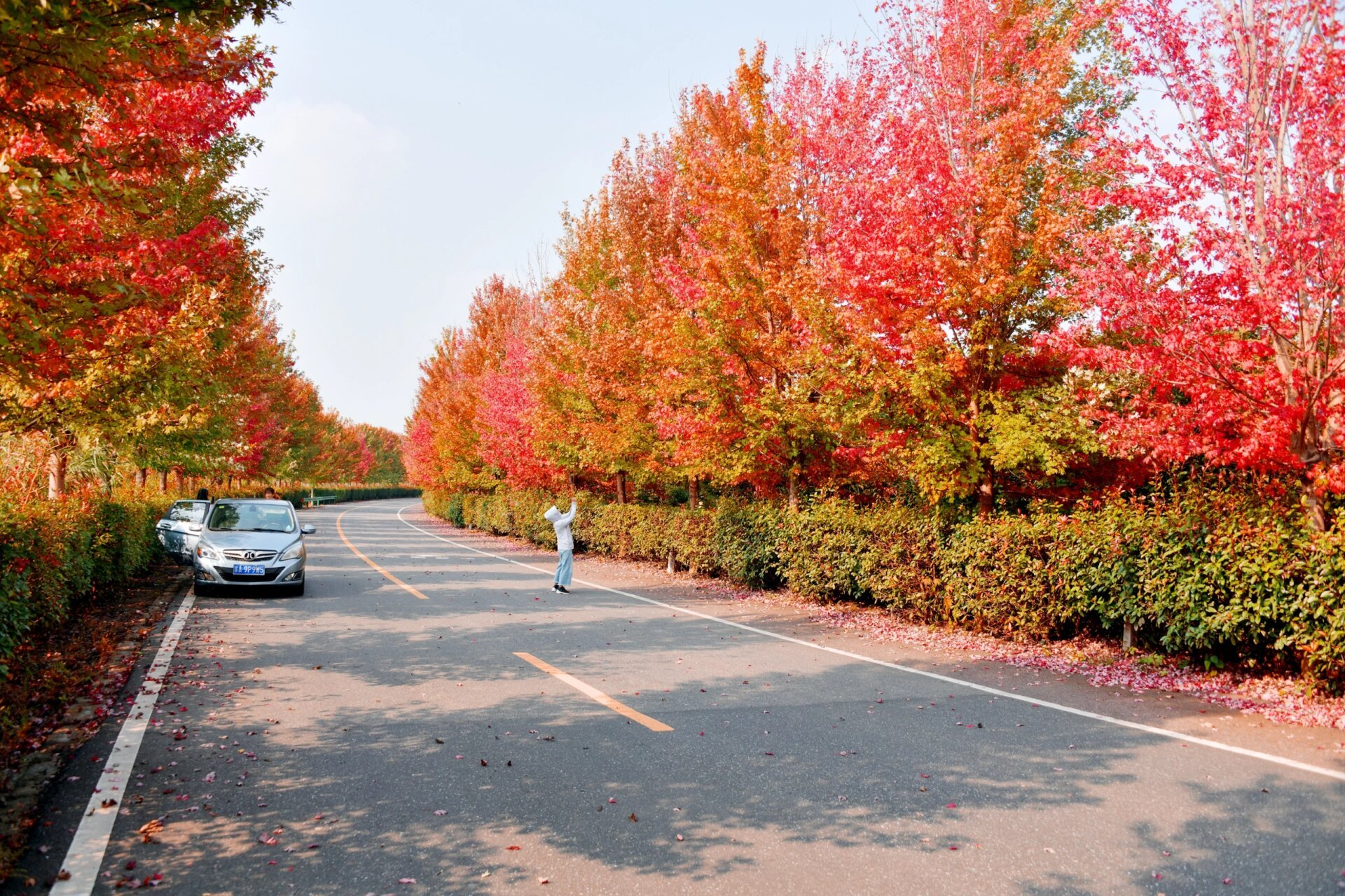 枫彩漫城 大泉湖的枫叶大道已全红,等待人们去观赏
