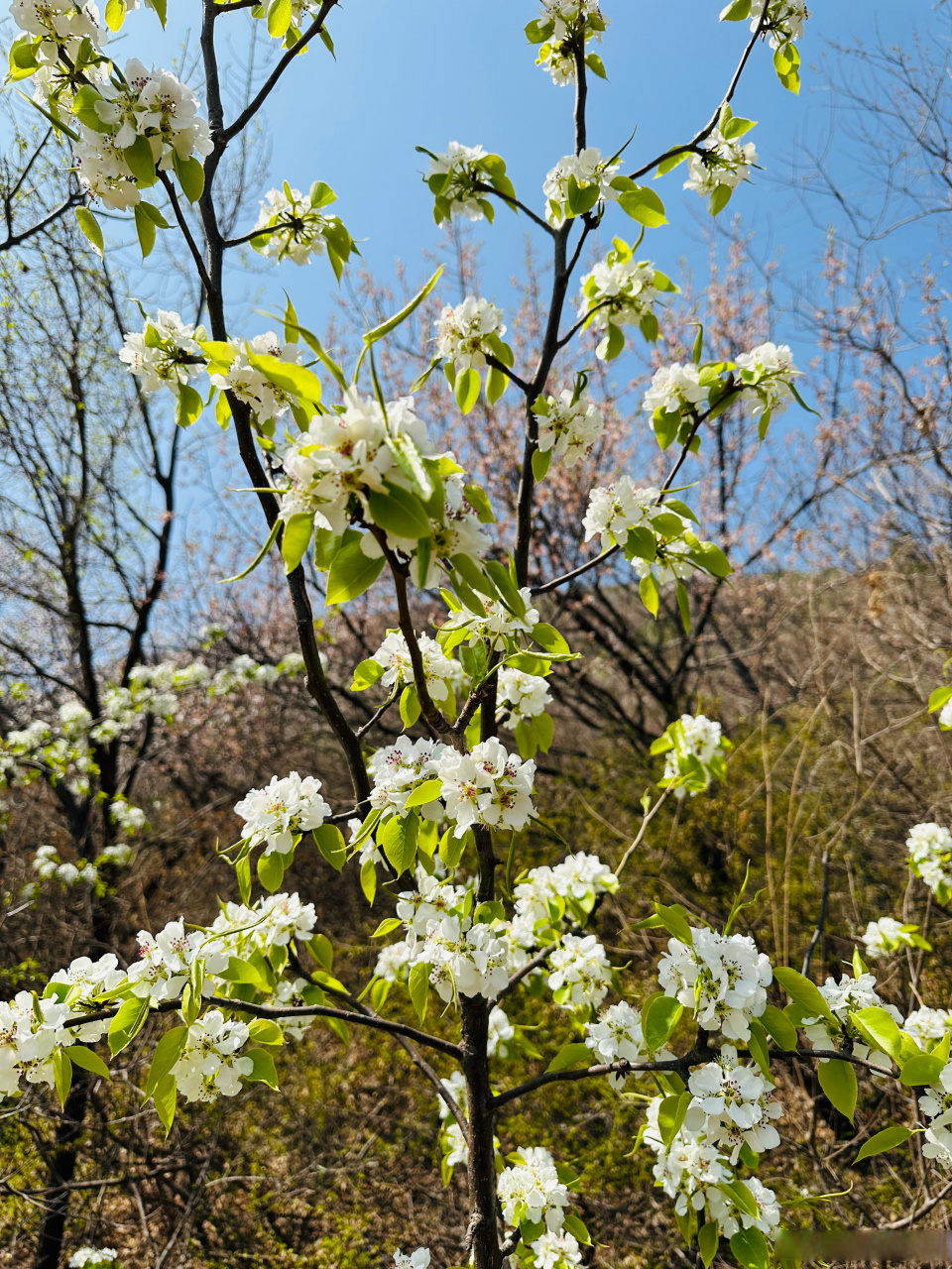 桃花红梨花白杏花黄图片