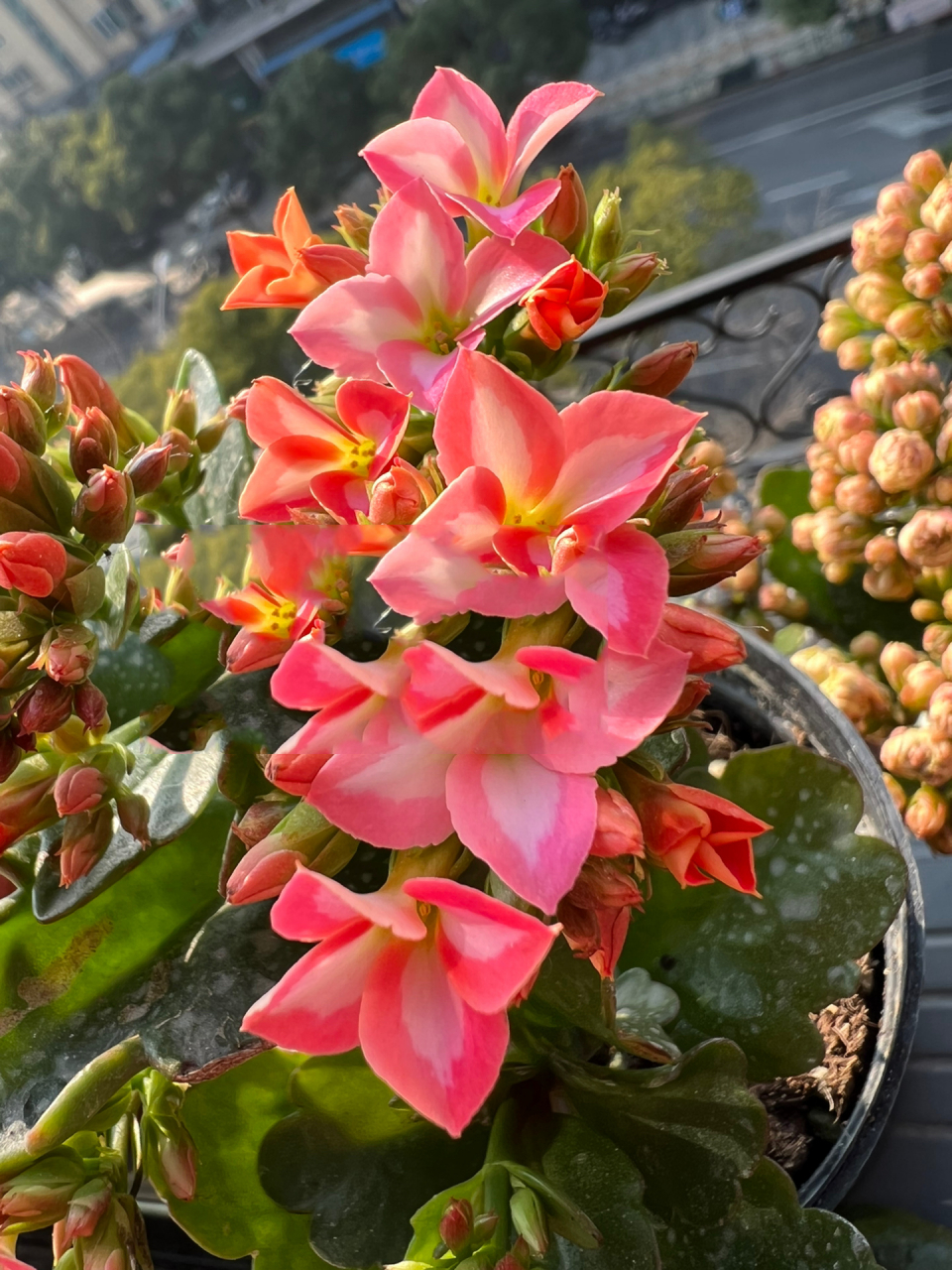 长寿花—美丽心情 初开有点粉嫩,由于最近太阳太好,被晒成了红色