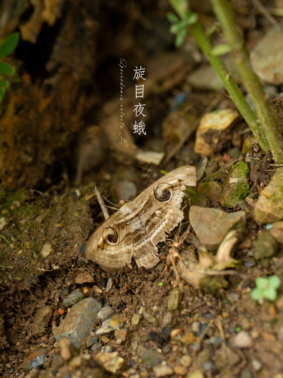 图①—六宫格 图②—红缘灯蛾 图③—红腹白灯蛾 图④—连斑水螟 图⑤