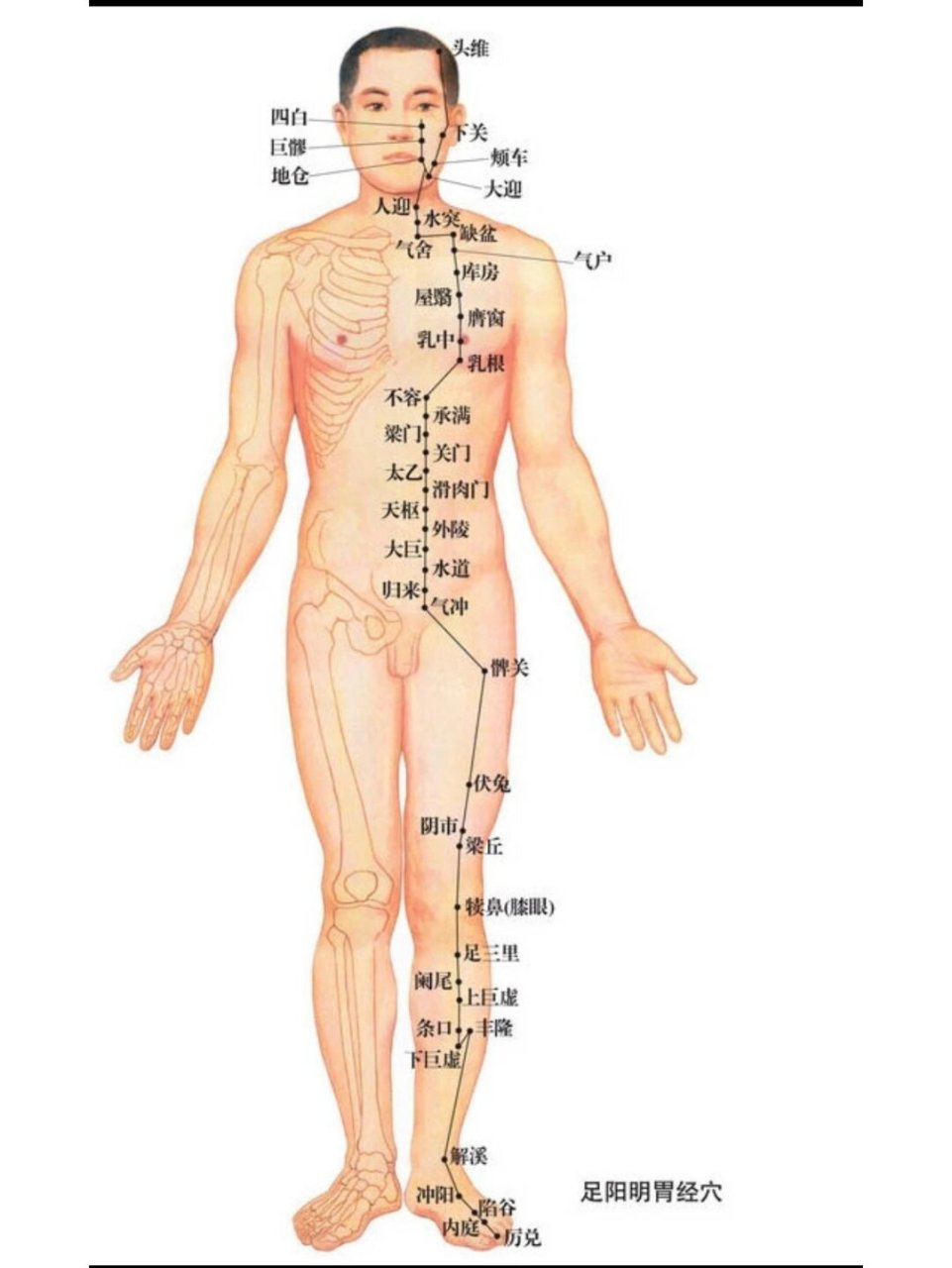 【必背】十二经脉循行(一)  1.