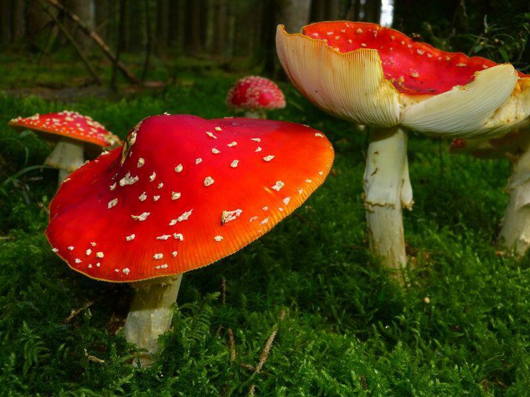 每天认识一种菇7(新春版):红伞伞来咯 96中文名