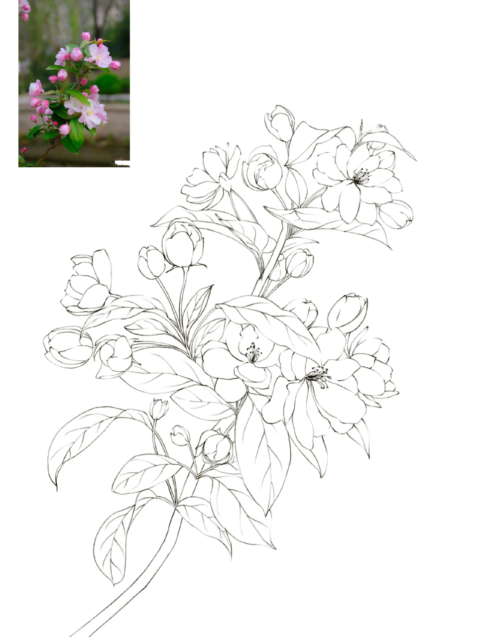 海棠花的画法简笔图片